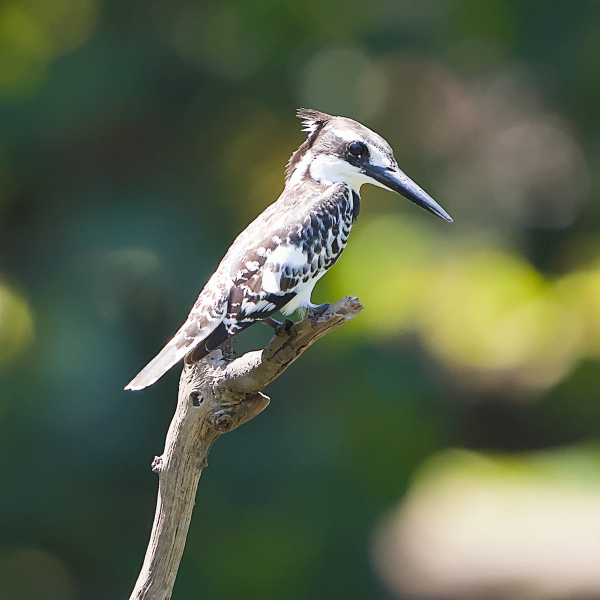 斑翡翠 - ML645931586