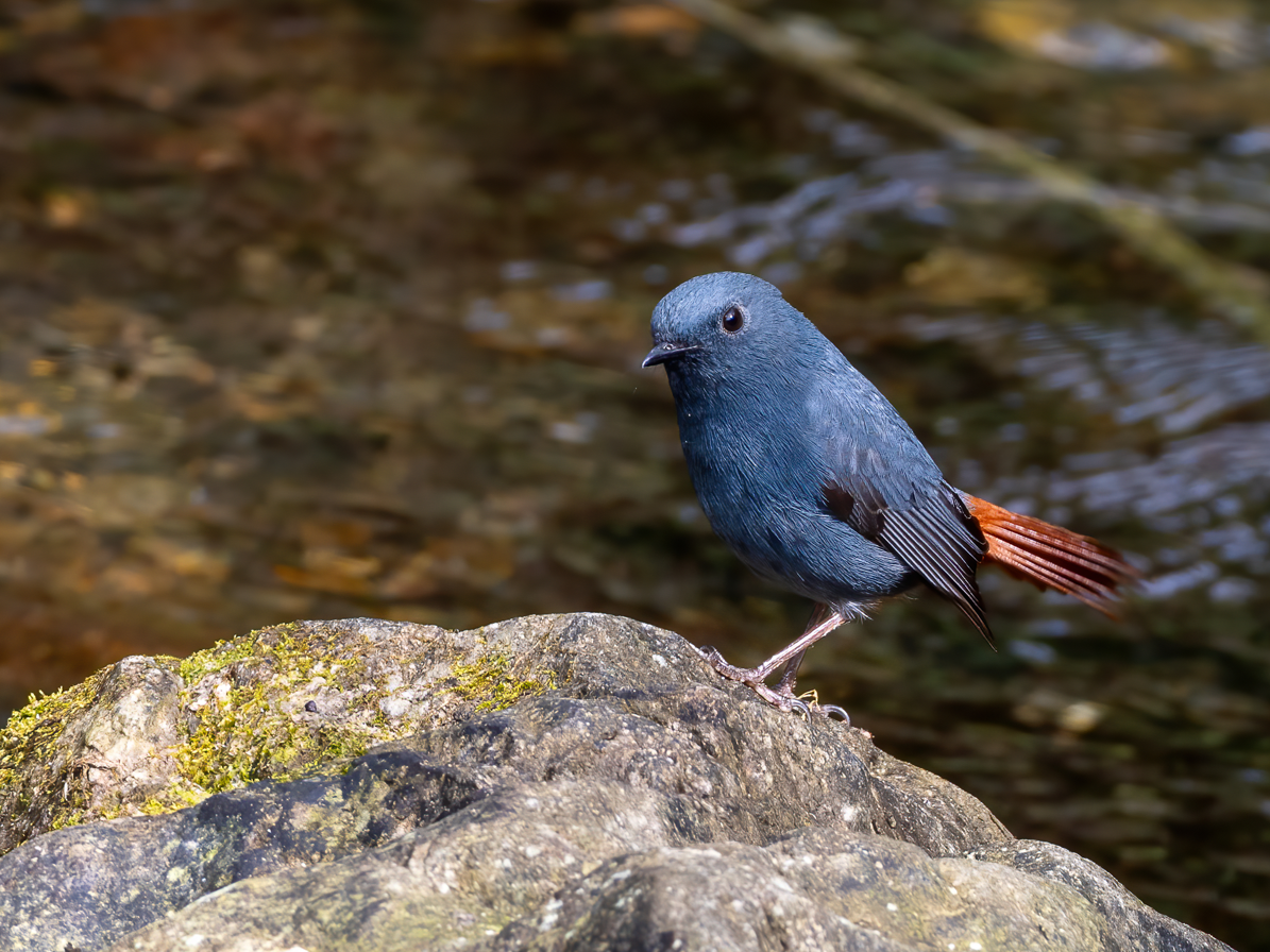 鉛色水鶇 - ML645931587