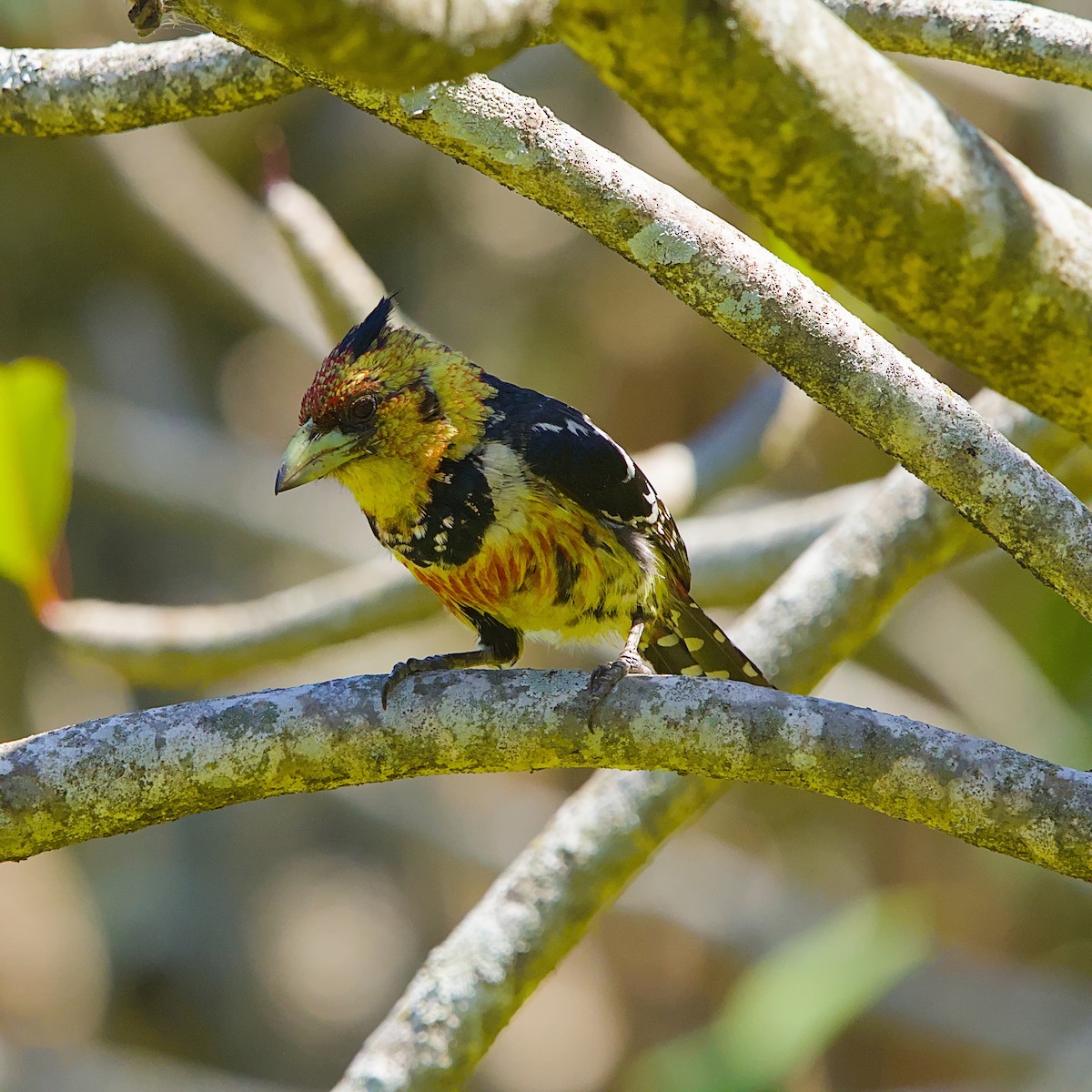 Crested Barbet - ML645931588