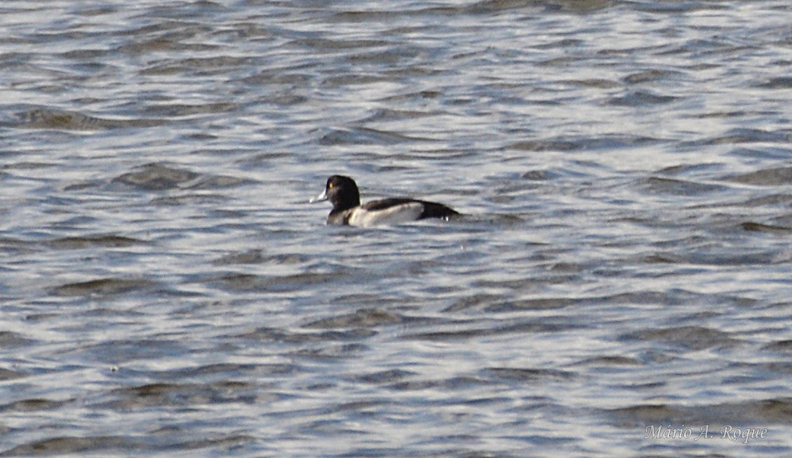 鳳頭潛鴨 - ML645931589