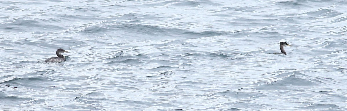 赤頸鸊鷉 - ML645931590