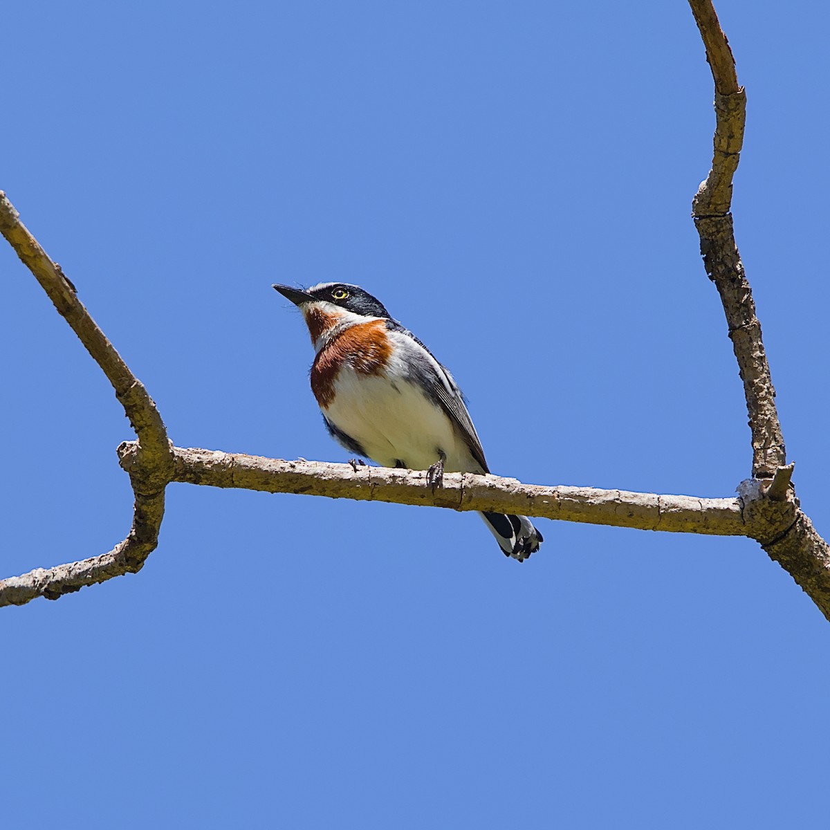Chinspot Batis - ML645931591