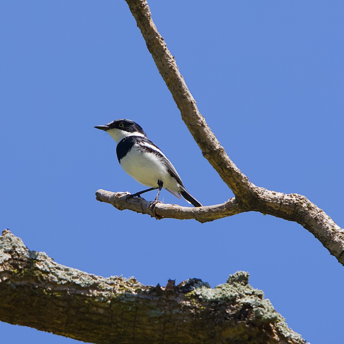 Weißflankenschnäpper - ML645931592