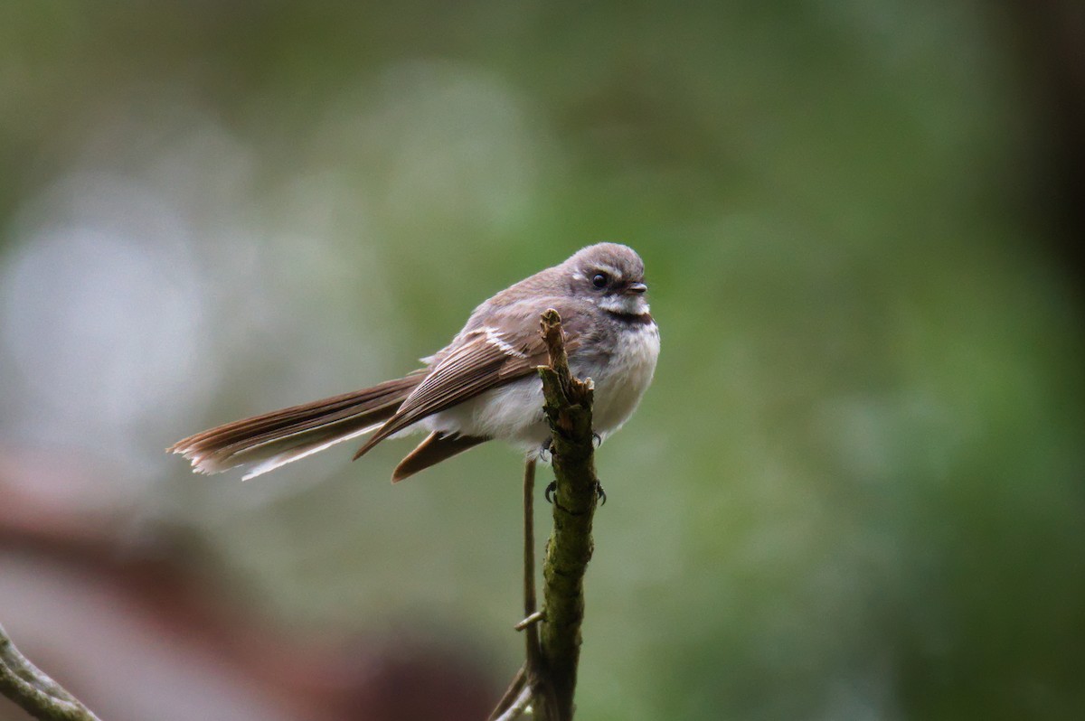 Graufächerschwanz - ML645931593