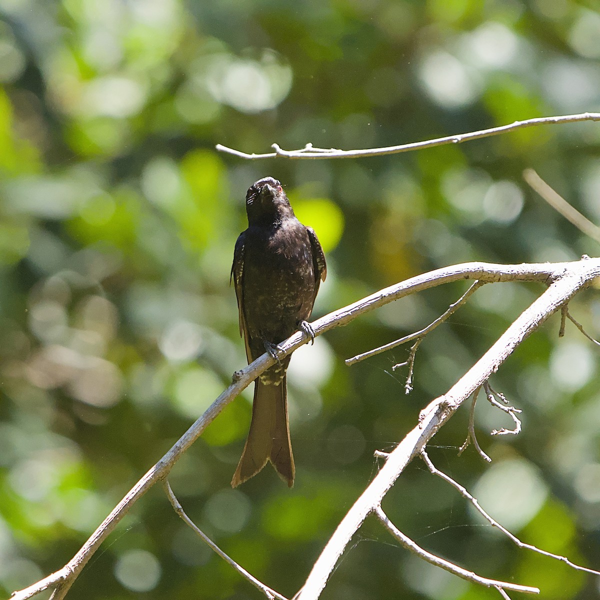 Trauerdrongo - ML645931594