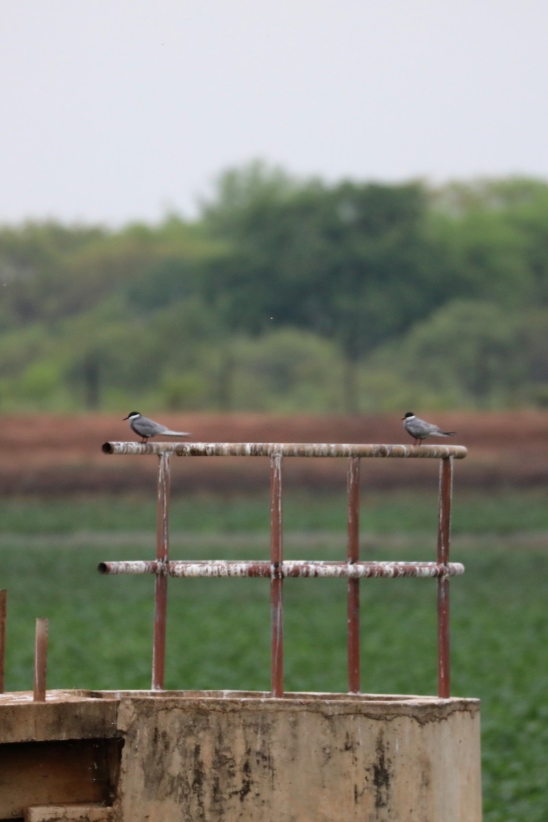 Weißbart-Seeschwalbe - ML645931596