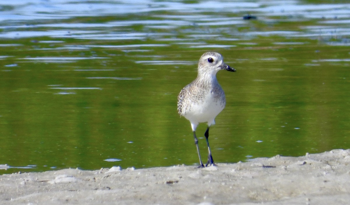 Kiebitzregenpfeifer - ML645931597