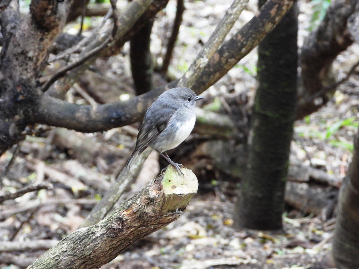 Südinselschnäpper - ML645931598