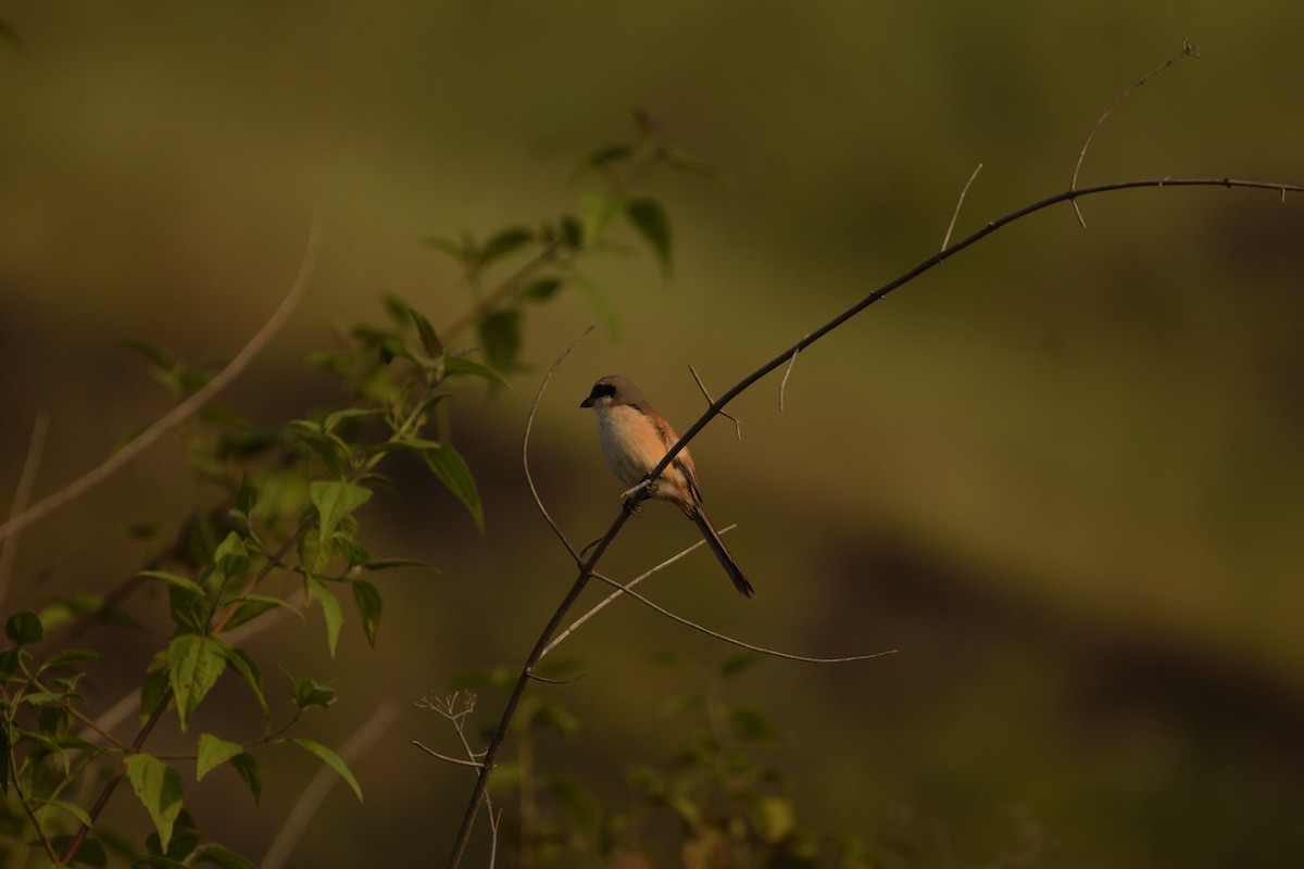 Schachwürger - ML645931600