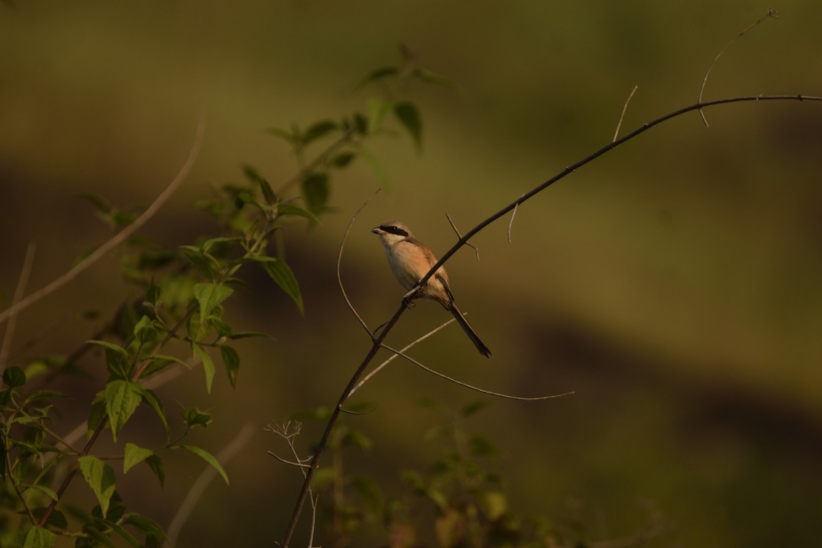 Schachwürger - ML645931601