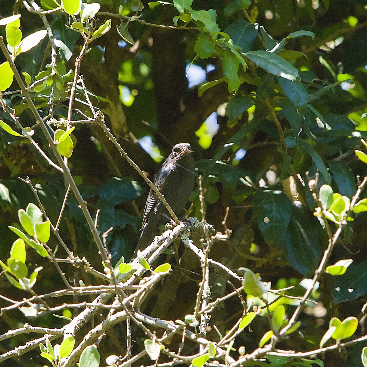 Geradschwanzdrongo - ML645931602