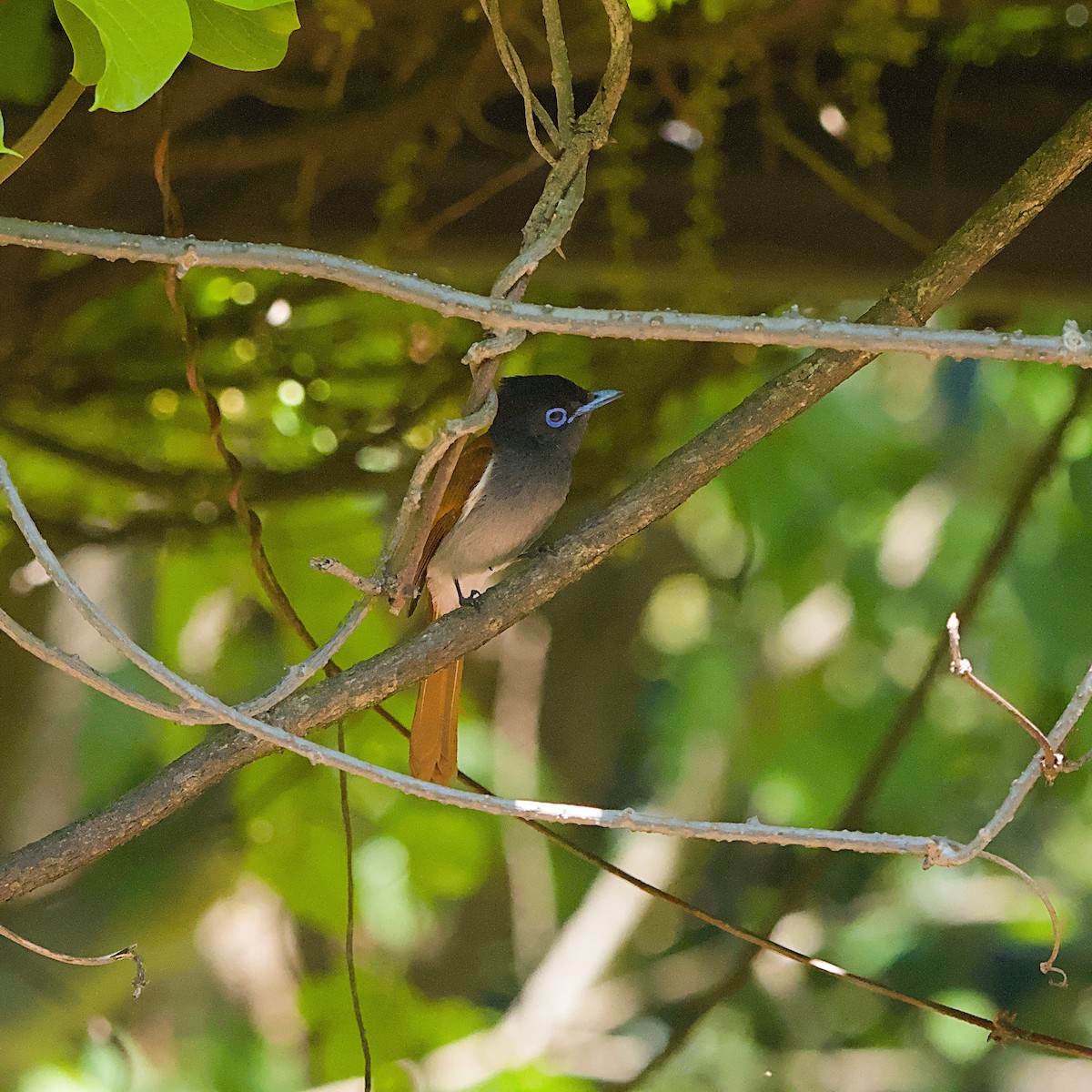 Graubrust-Paradiesschnäpper - ML645931603