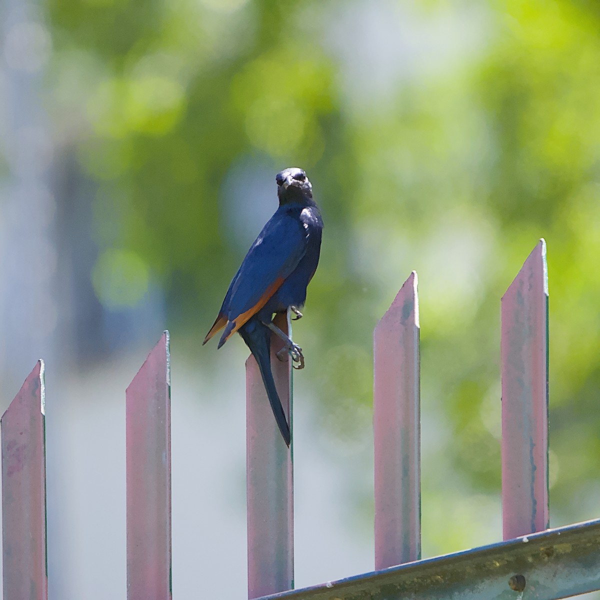 Rotschwingenstar - ML645931604