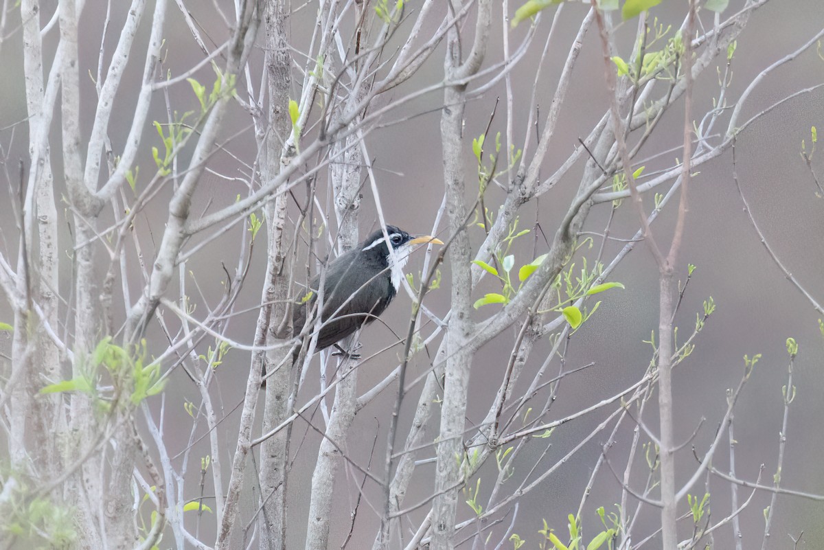 Horsfieldsäbler - ML645931605