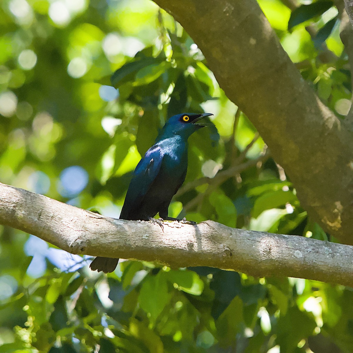 Schwarzbauch-Glanzstar - ML645931606