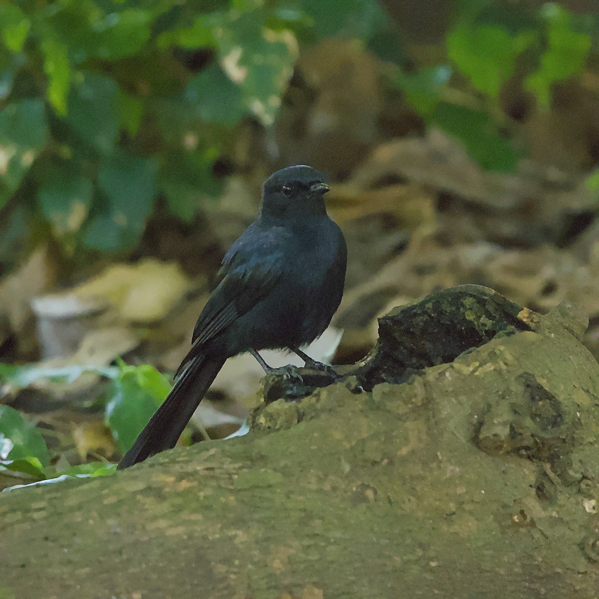 Glanzdrongoschnäpper - ML645931607