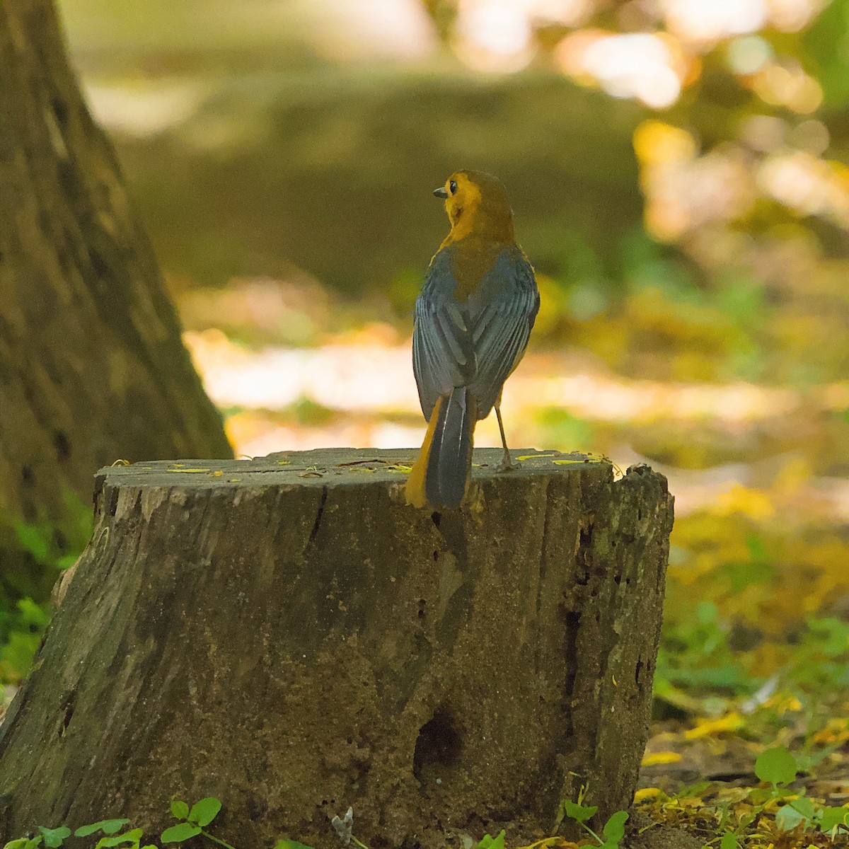 Natalrötel - ML645931608