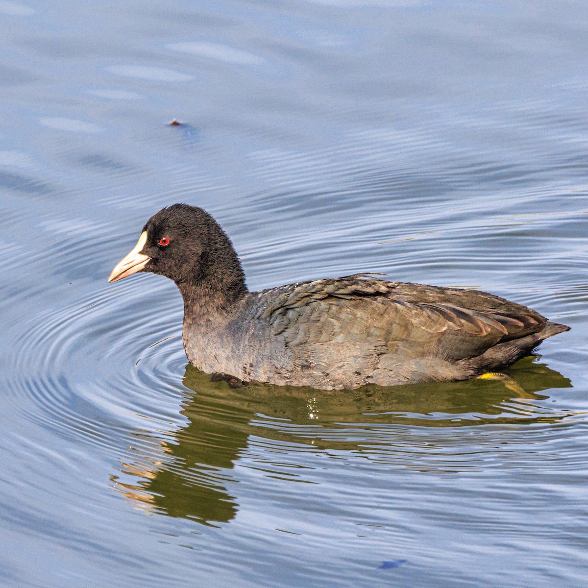 Eurasian Coot - ML645931619