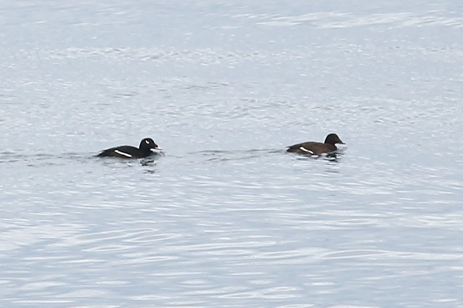 White-winged Scoter - ML645931620