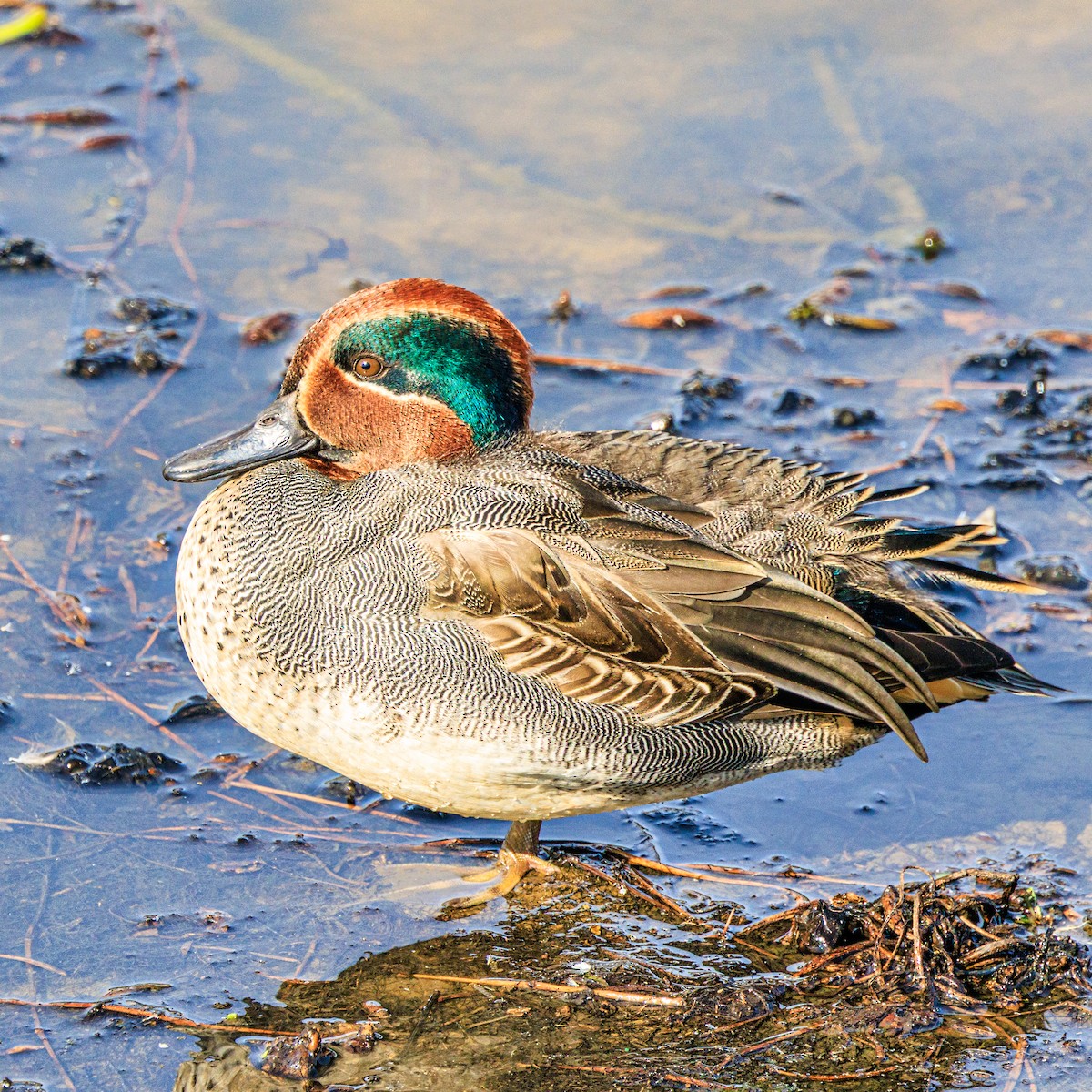 Green-winged Teal - ML645931627