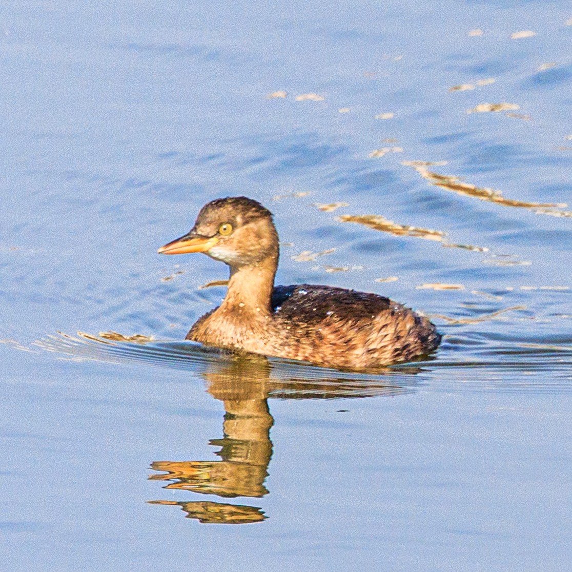 Little Grebe - ML645931629