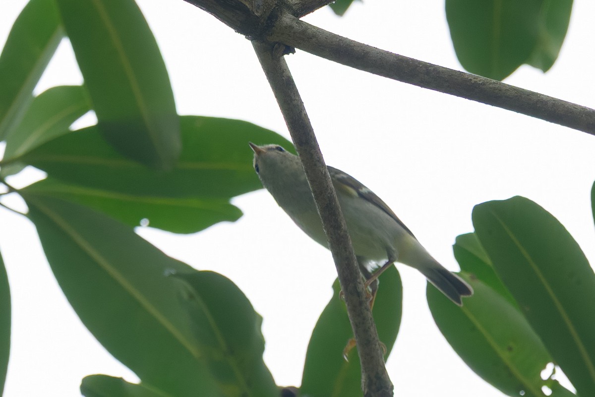 Luì forestiero - ML645931631