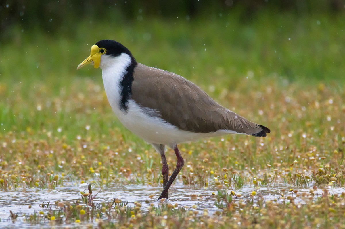 ズグロトサカゲリ - ML645931633