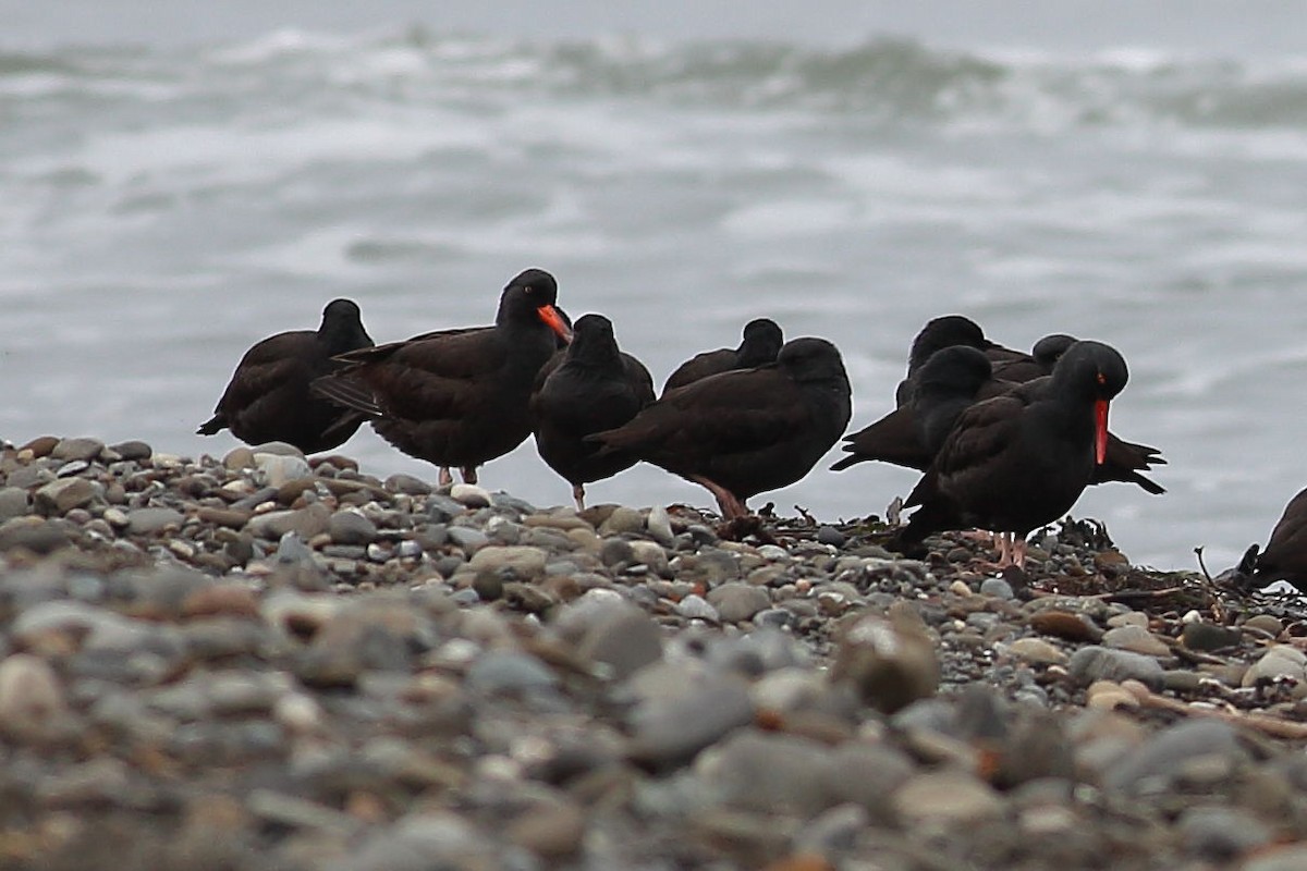 Black Oystercatcher - ML645931634