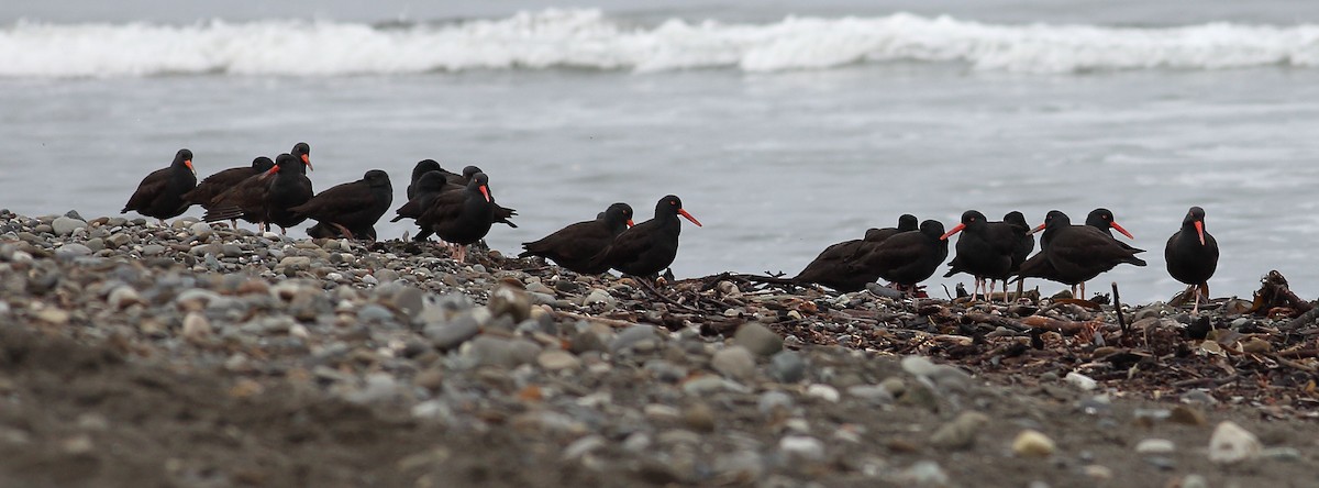 Black Oystercatcher - ML645931635