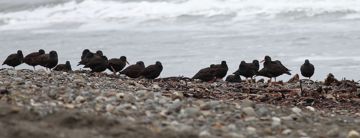 Black Oystercatcher - ML645931636