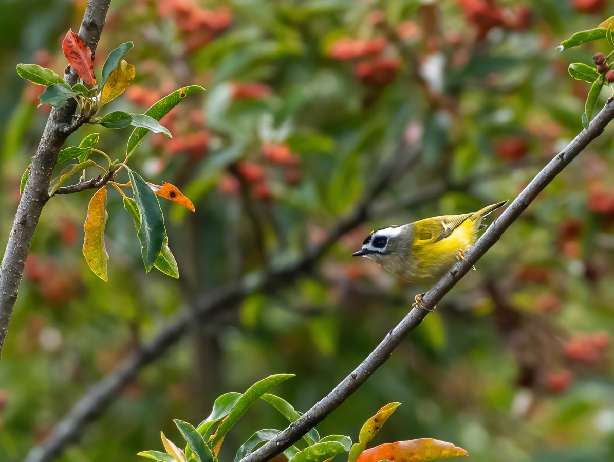 Flamecrest - ML645931648