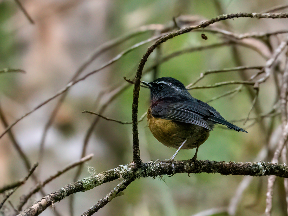 Robin de Johnstone - ML645931654