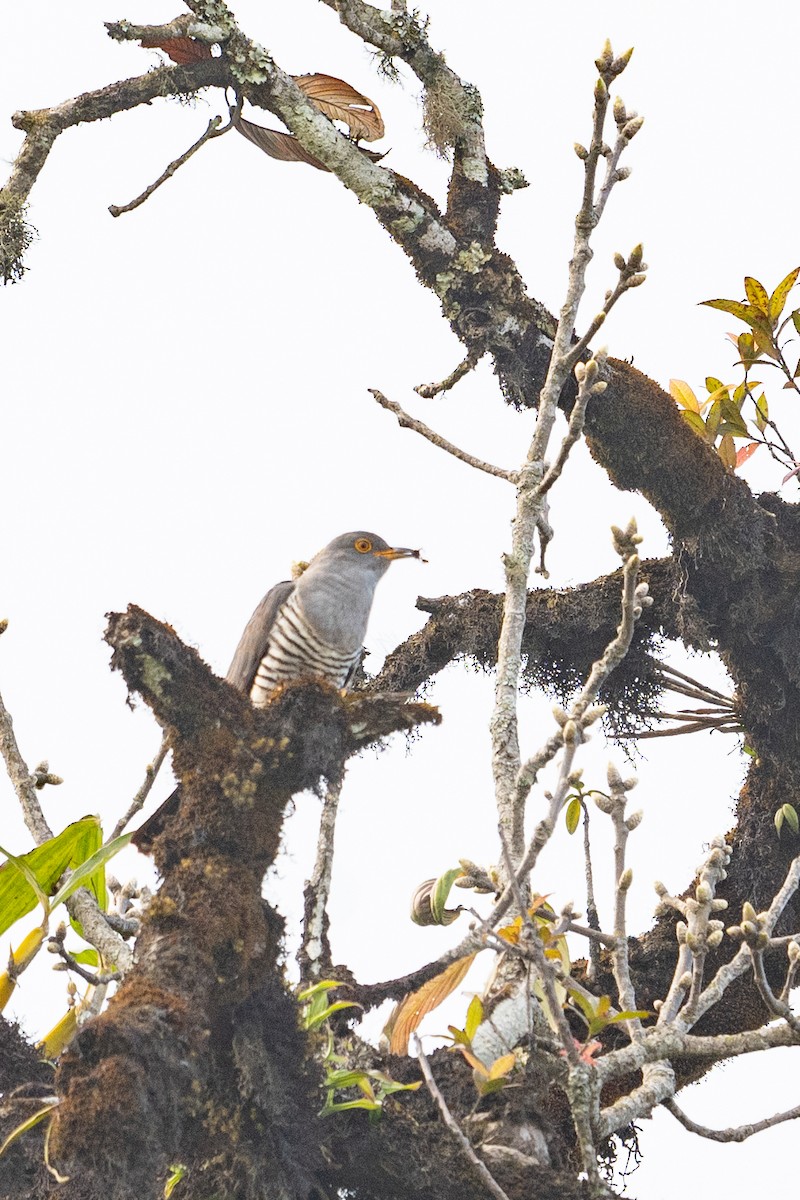 Himalayan Cuckoo - ML645931656