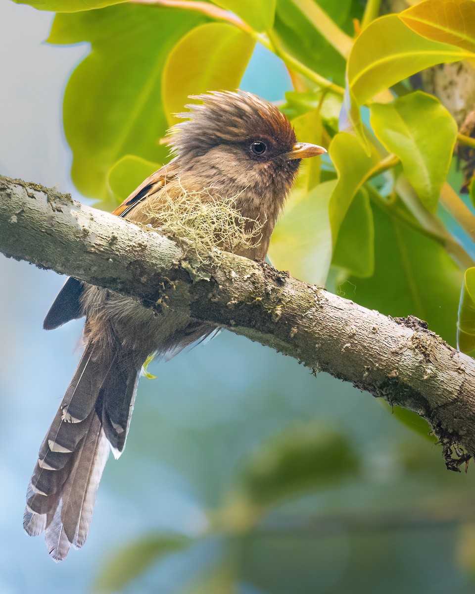 Rusty-fronted Barwing - ML645931658
