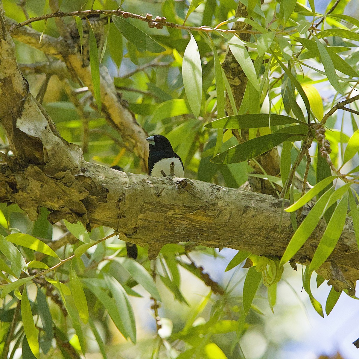 クロシチホウ - ML645931659