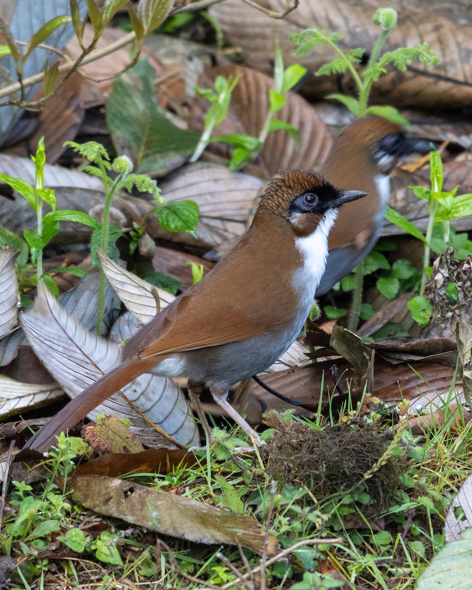 Gray-sided Laughingthrush - ML645931661