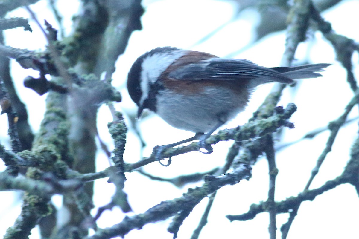 Chestnut-backed Chickadee - ML645931662