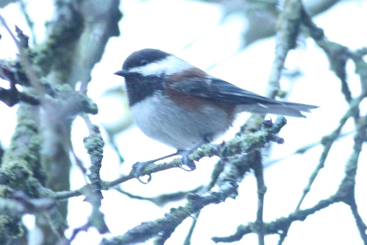 Chestnut-backed Chickadee - ML645931663
