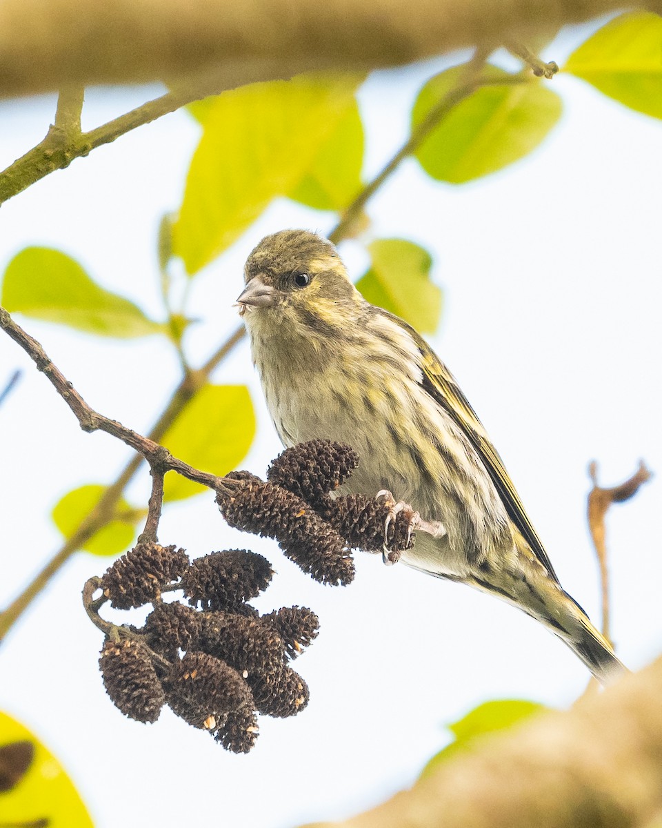 Tibetan Serin - ML645931676