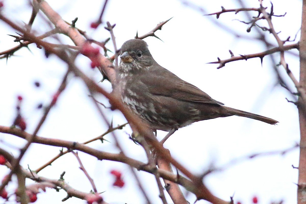 strnadec kaštanový [skupina unalaschcensis] - ML645931680