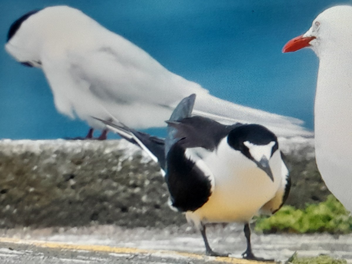 Sooty Tern - ML645931682