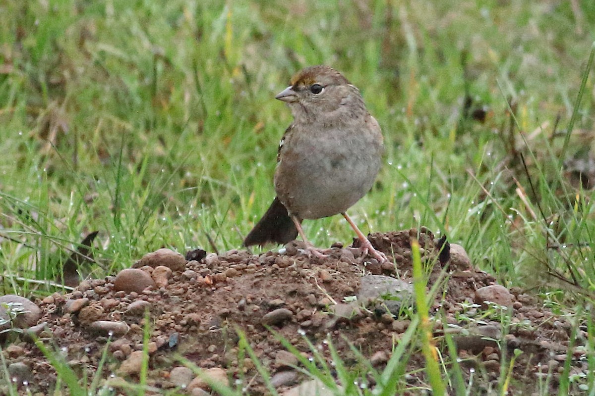 Golden-crowned Sparrow - ML645931683
