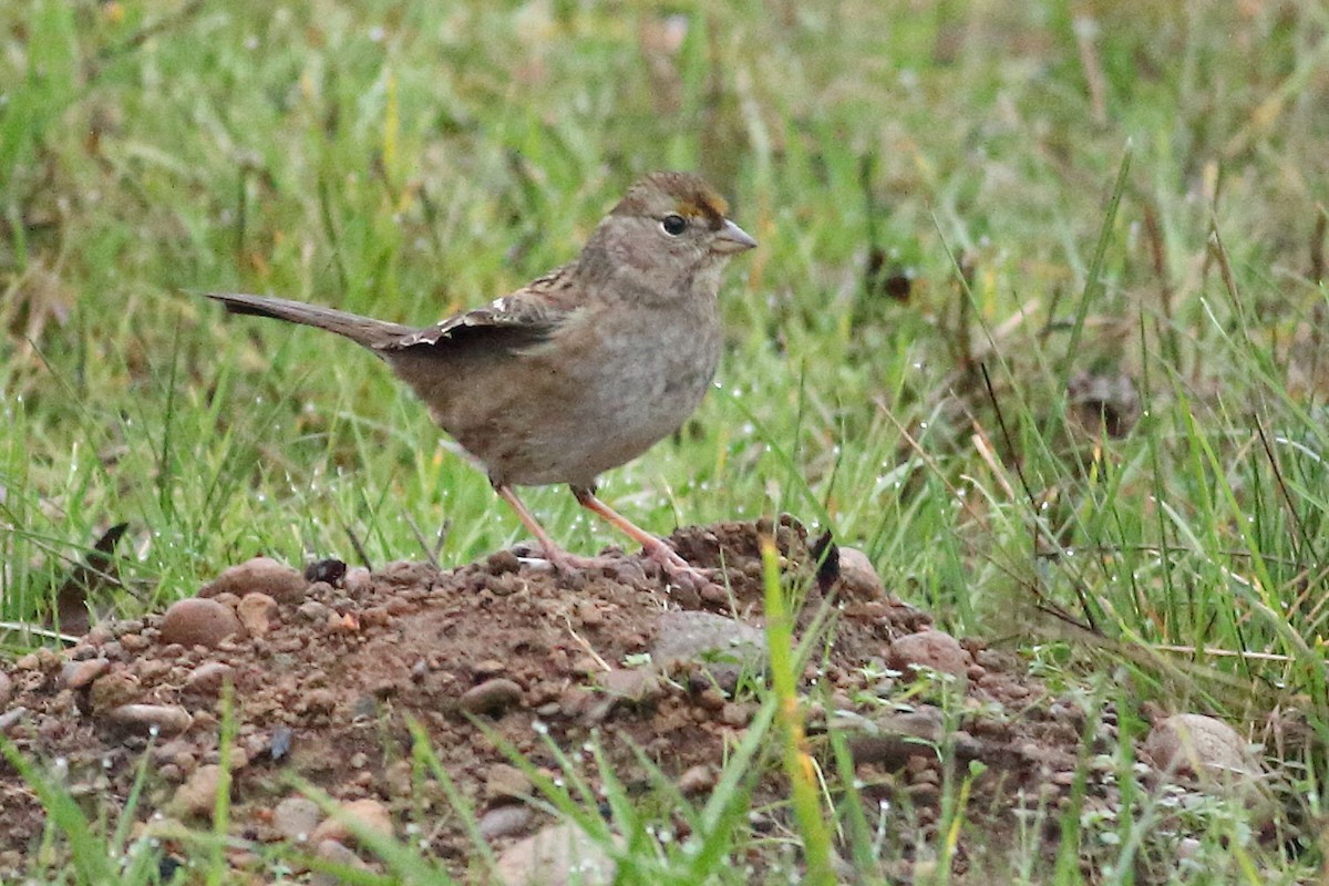 キガシラシトド - ML645931684