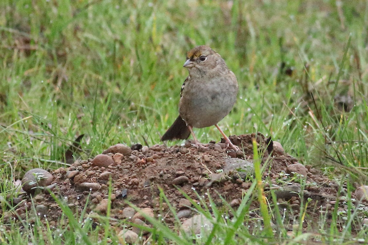 Golden-crowned Sparrow - ML645931685
