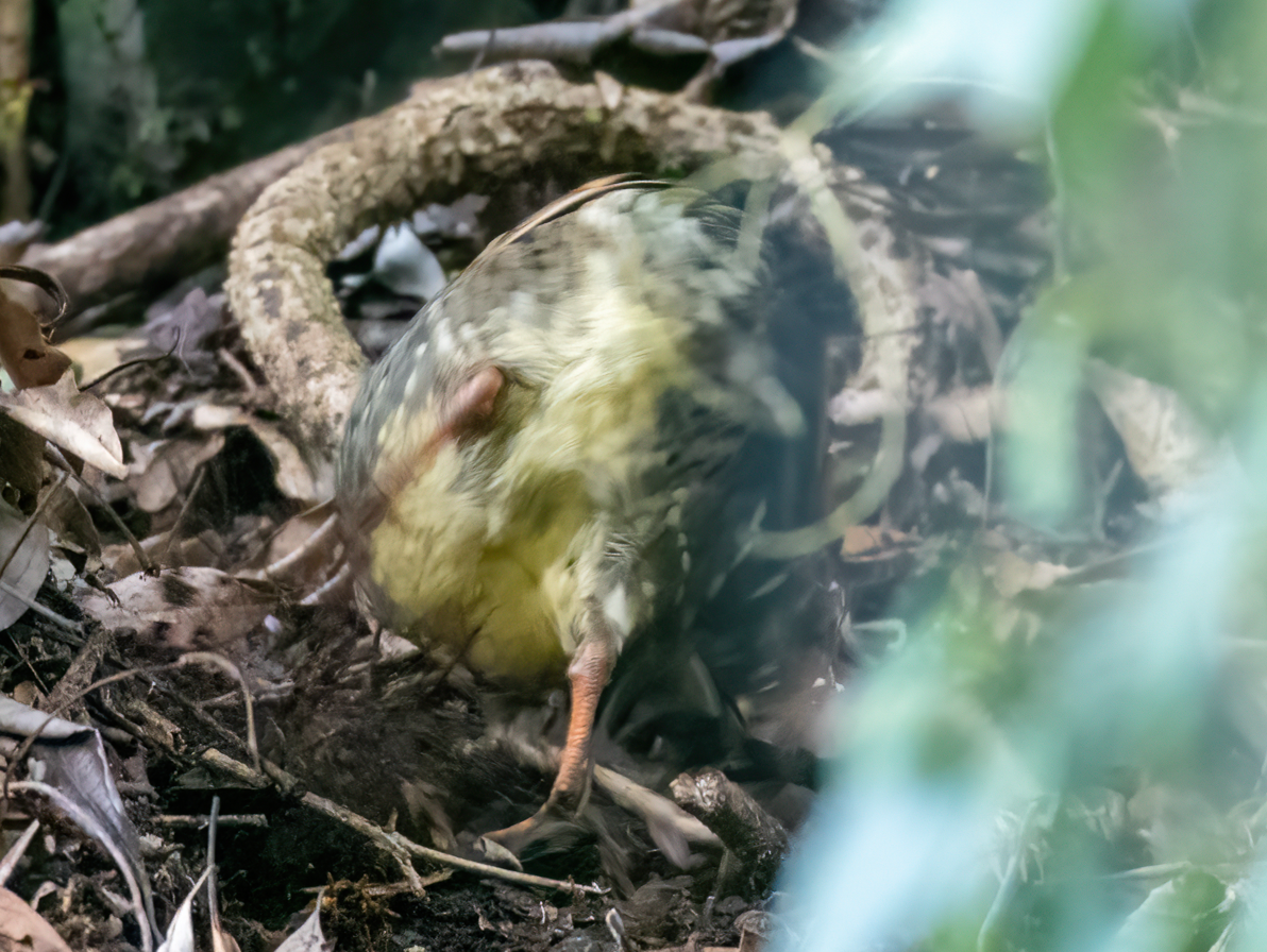 ミヤマテッケイ - ML645931686