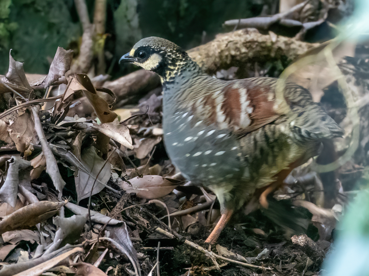 ミヤマテッケイ - ML645931687