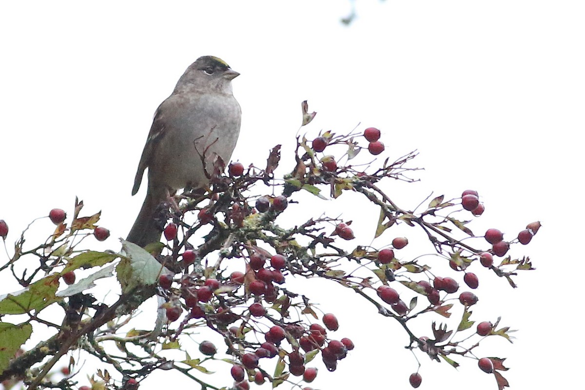 キガシラシトド - ML645931688