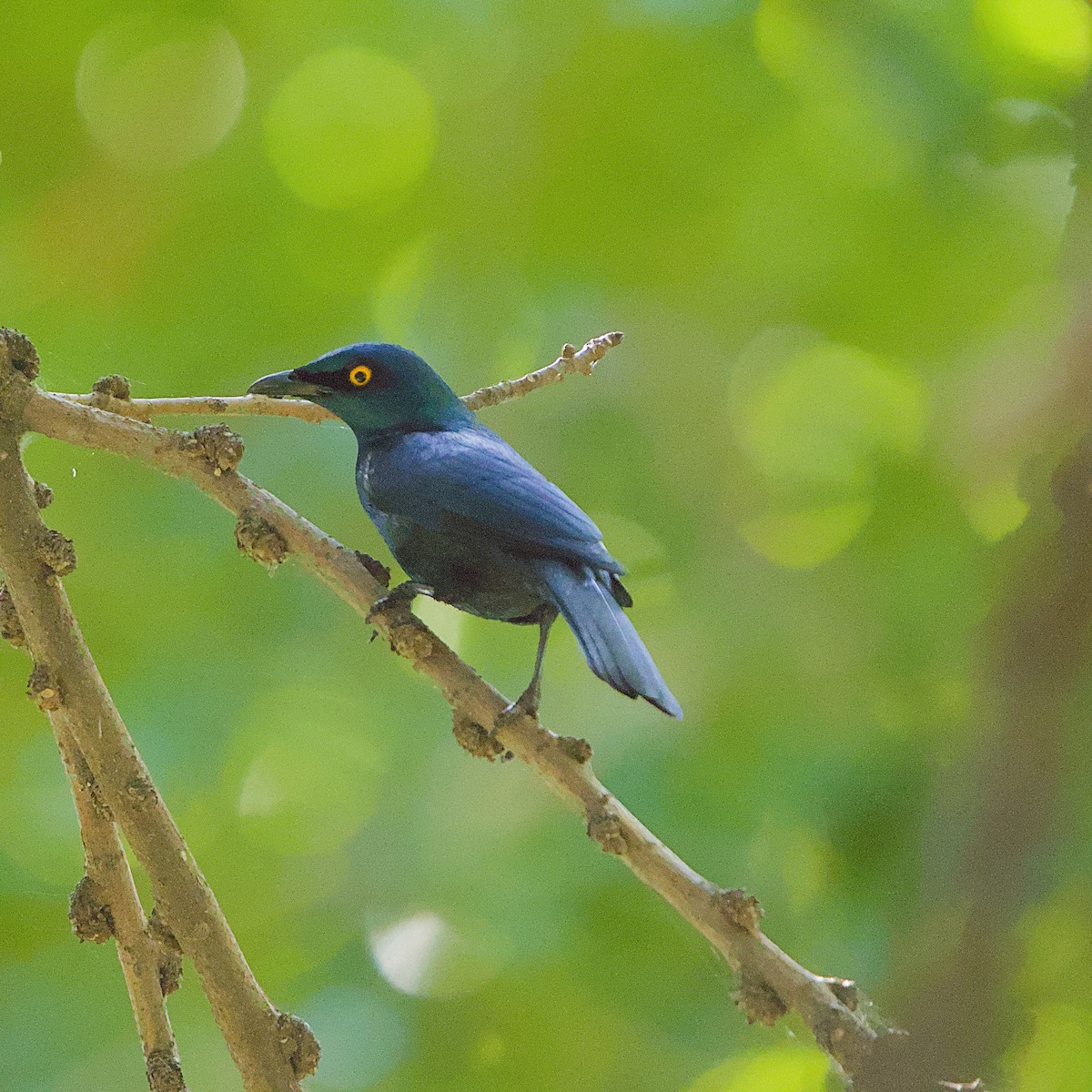 クロハラテリムク - ML645931689