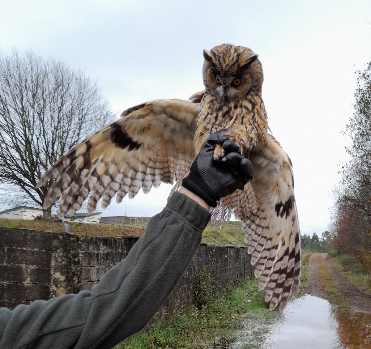 Long-eared Owl - ML645931690