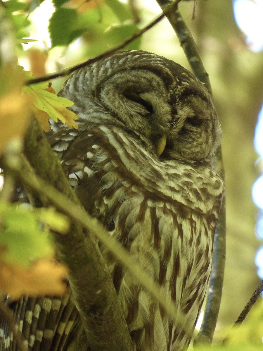 アメリカフクロウ - ML645931693